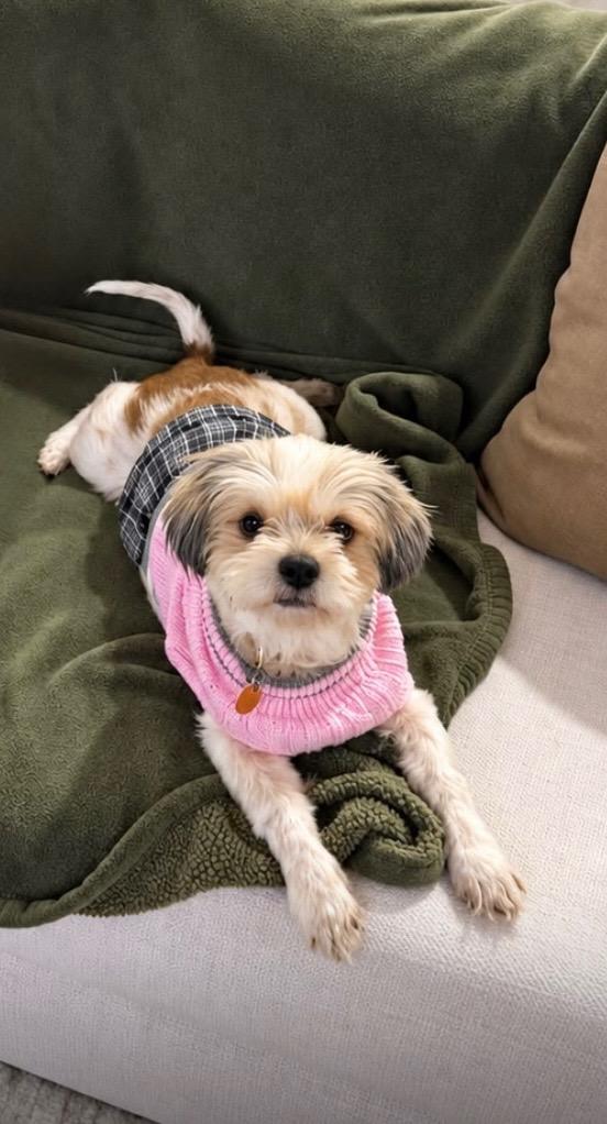 Goldie, Adopted, Young Female Shih Tzu.