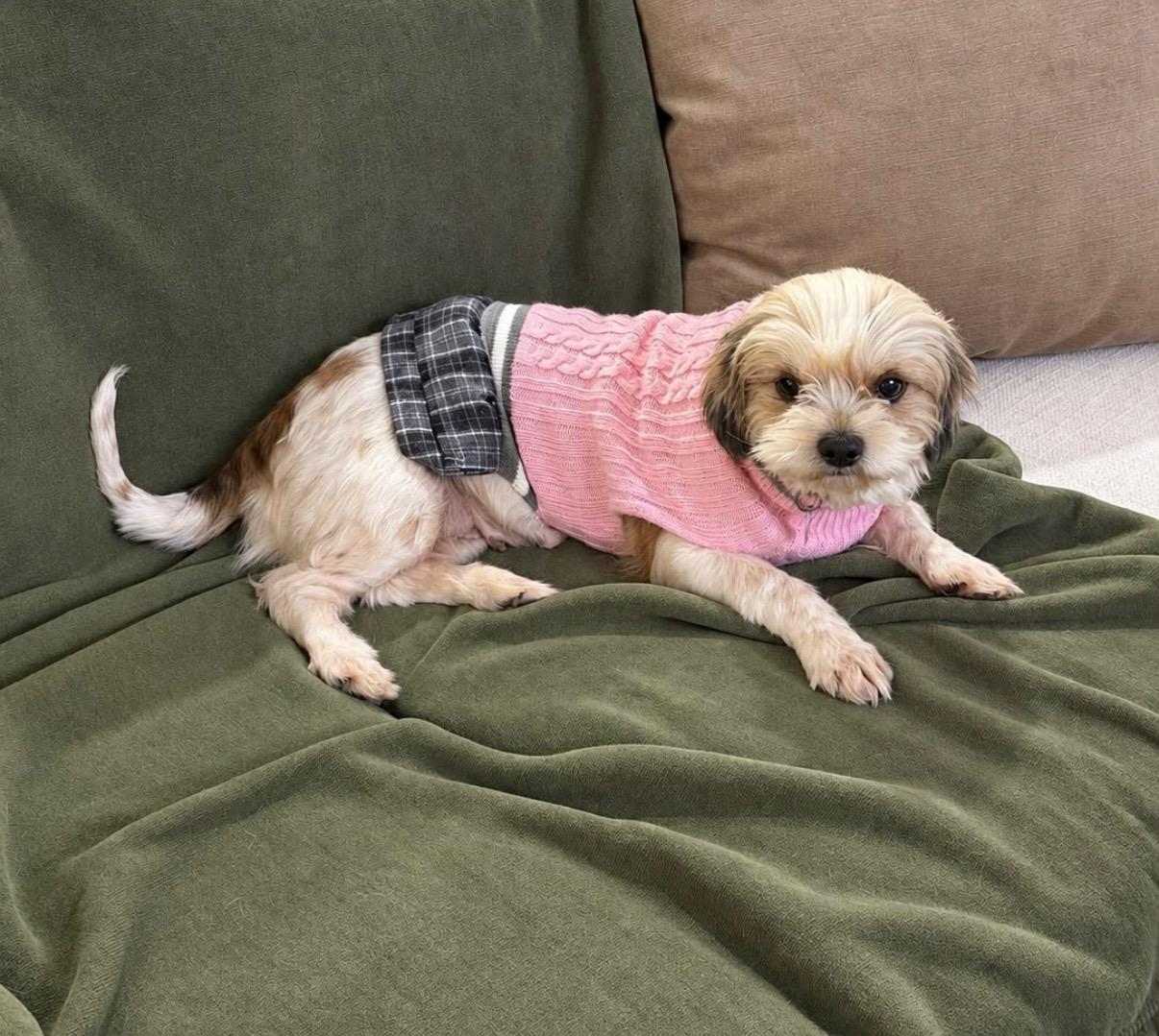 Enlarge Goldie, a Adopted Shih Tzu in Fairfield, CT image 2/3