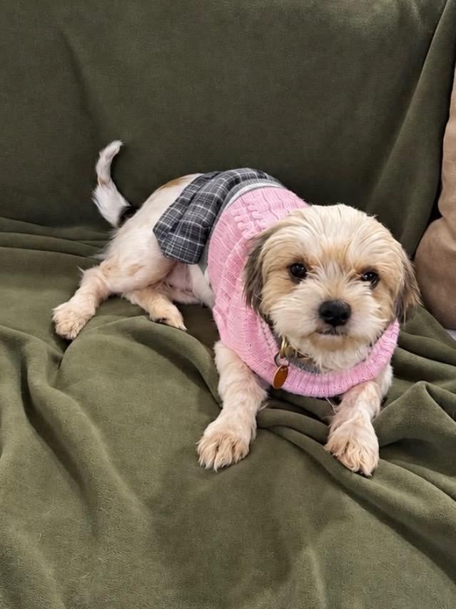 Enlarge Goldie, a Adopted Shih Tzu in Fairfield, CT image 3/3