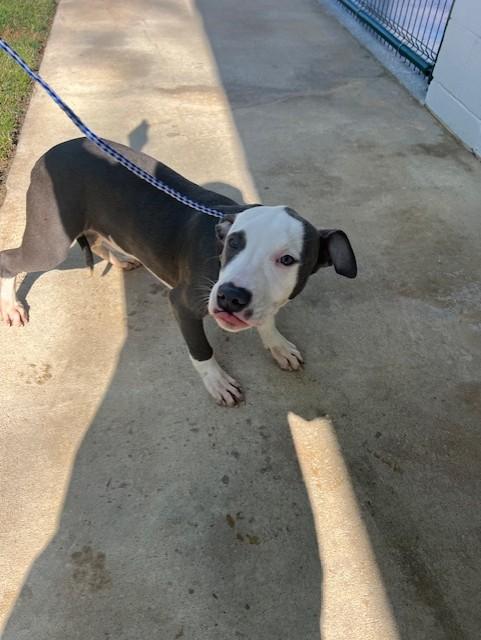 Enlarge Trooper23945, a ADOPTABLE mixed breed in Rocky Mount, NC image 2/2
