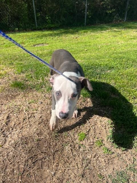 Trooper23945, ADOPTABLE, Young Male Pit Bull Terrier.