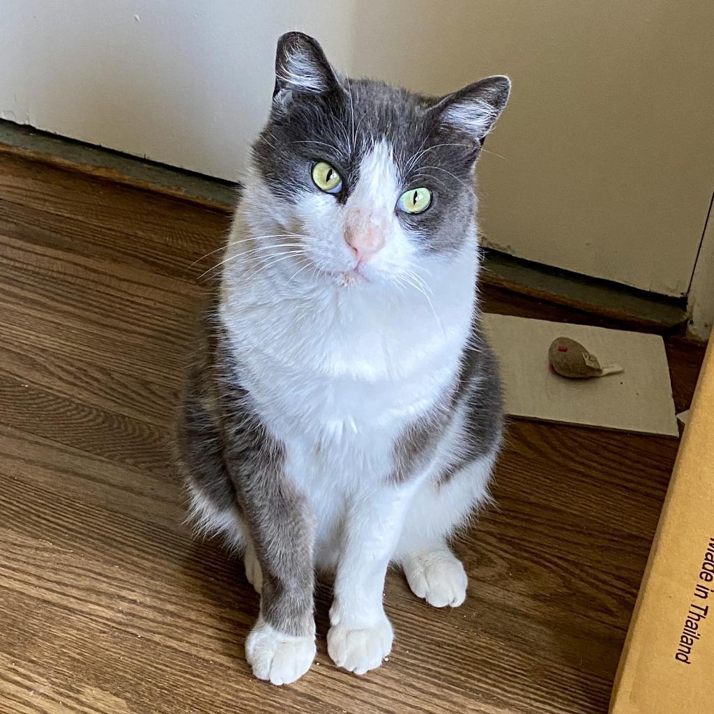 Shamu — thumbnail 2