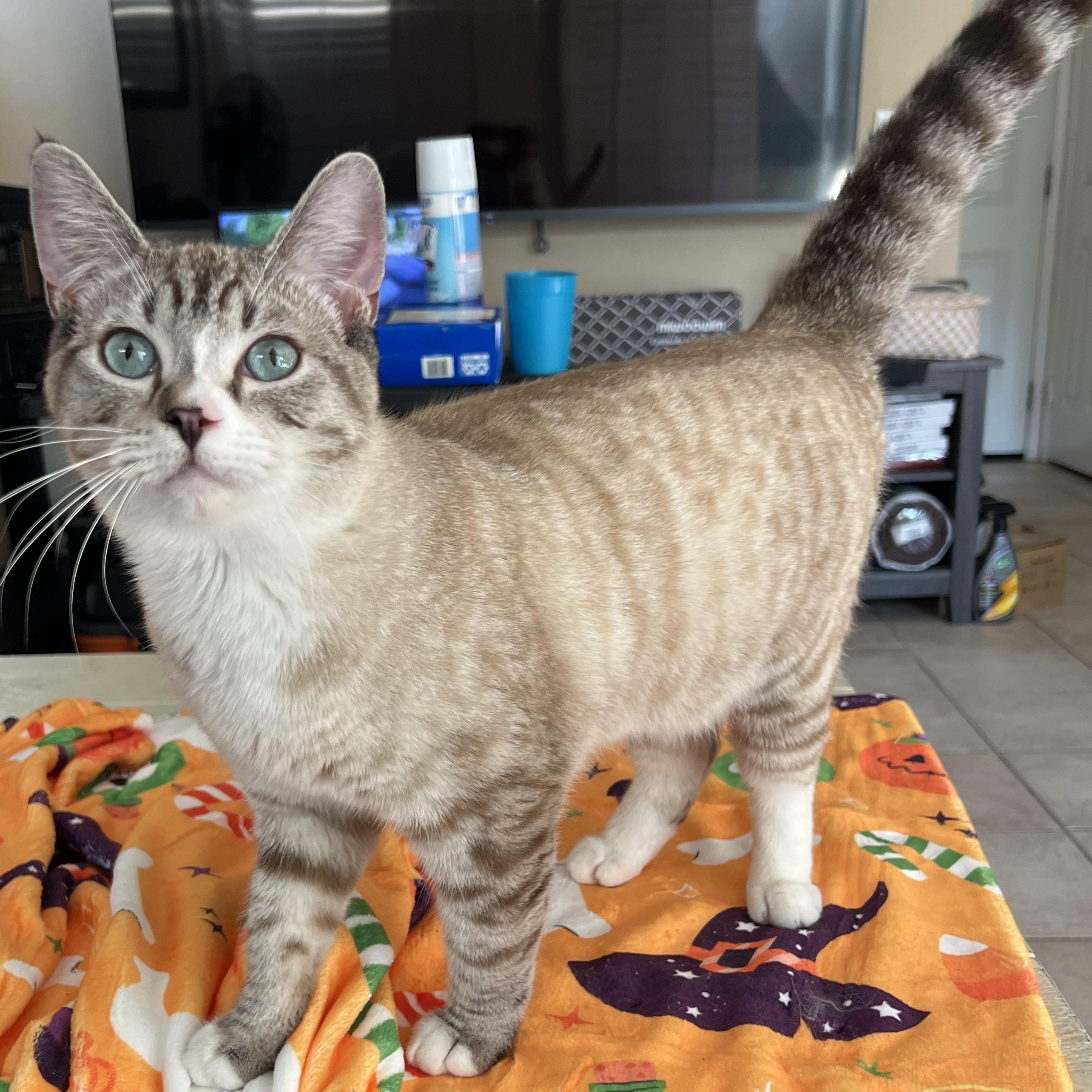 Enlarge Jackie’s, a Adopted mixed breed in Glendora, CA image 2/5
