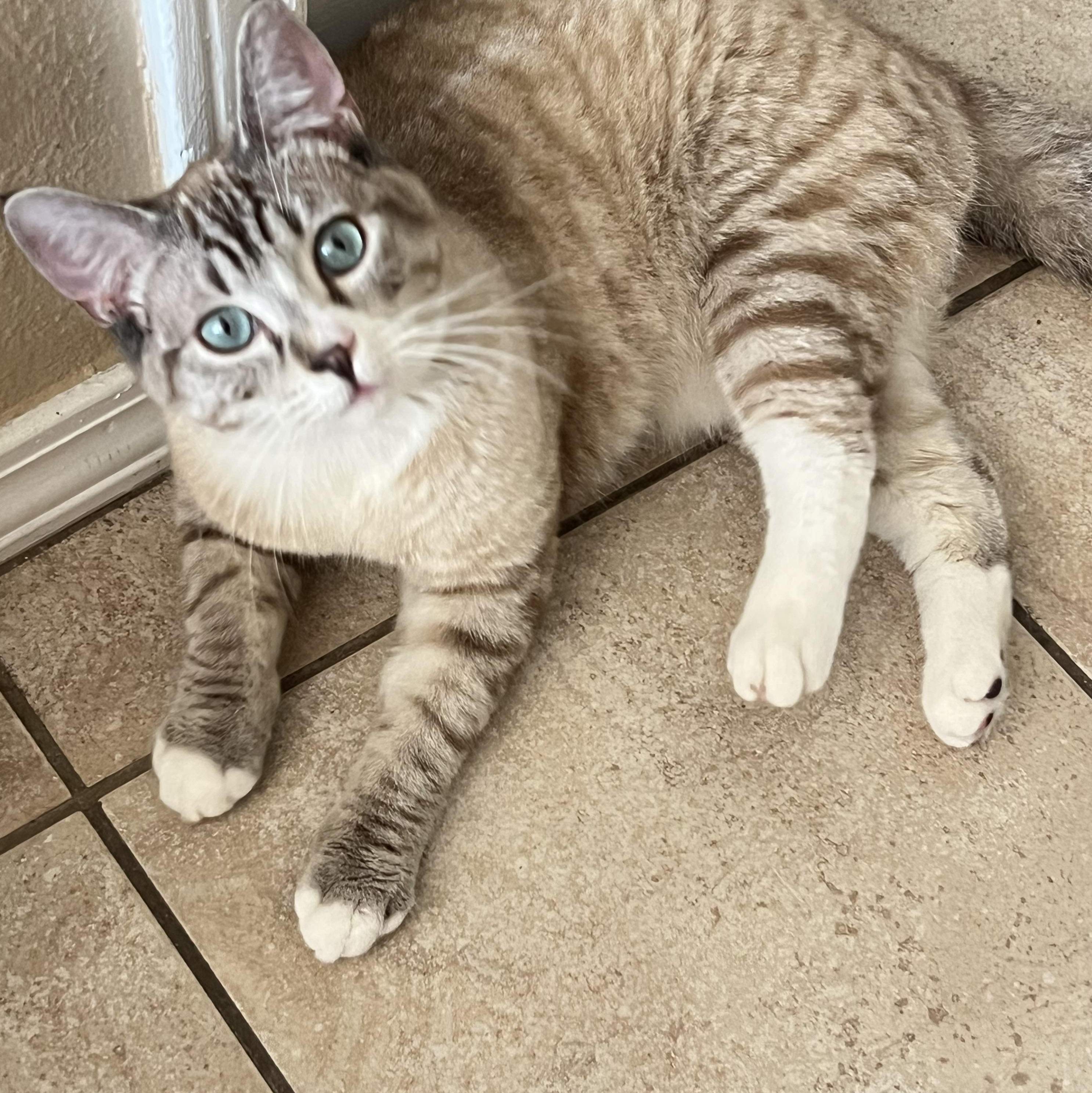 Enlarge Jackie’s, a Adopted mixed breed in Glendora, CA image 1/5