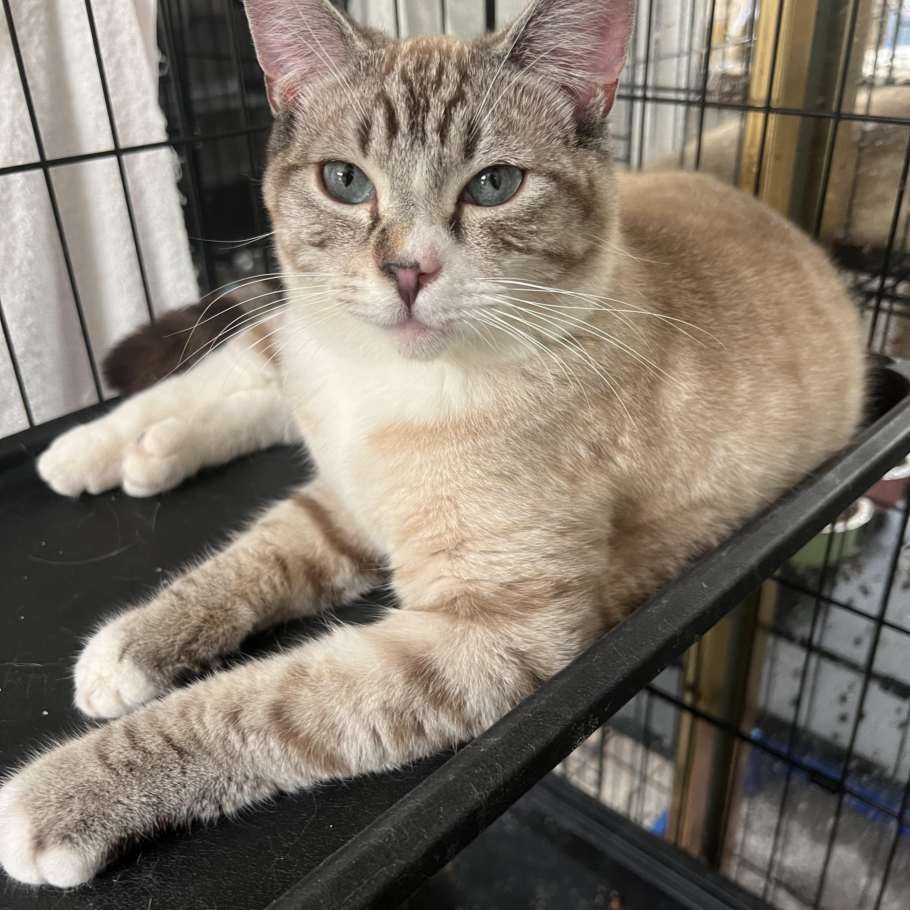 Enlarge Jackie’s, a Adopted mixed breed in Glendora, CA image 4/5