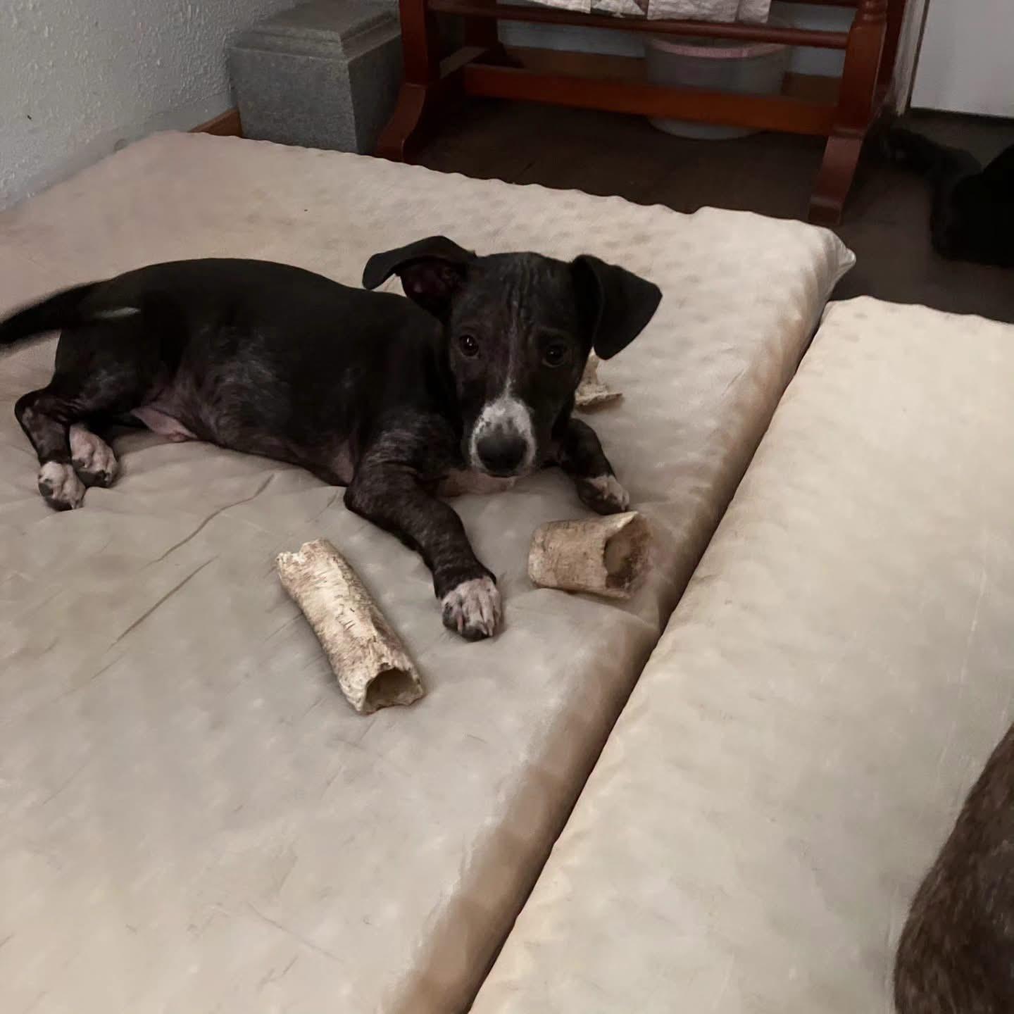 Kenny, Adoptable, Puppy Male Basset Hound & Dachshund.