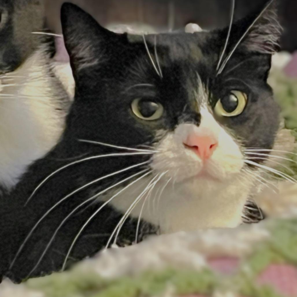 Enlarge Yin, a Adoptable Domestic Short Hair in Springfield, OR image 1/5