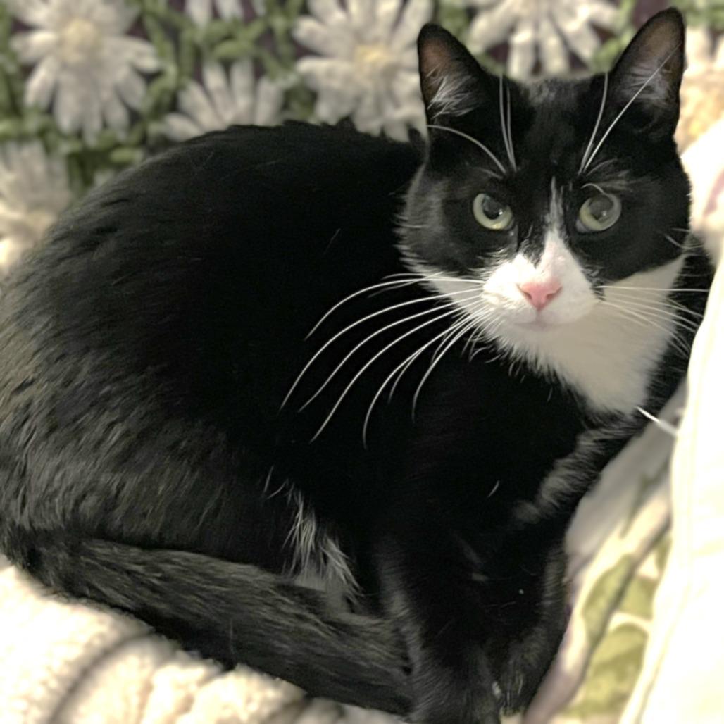 Enlarge Yin, a Adoptable Domestic Short Hair in Springfield, OR image 2/5