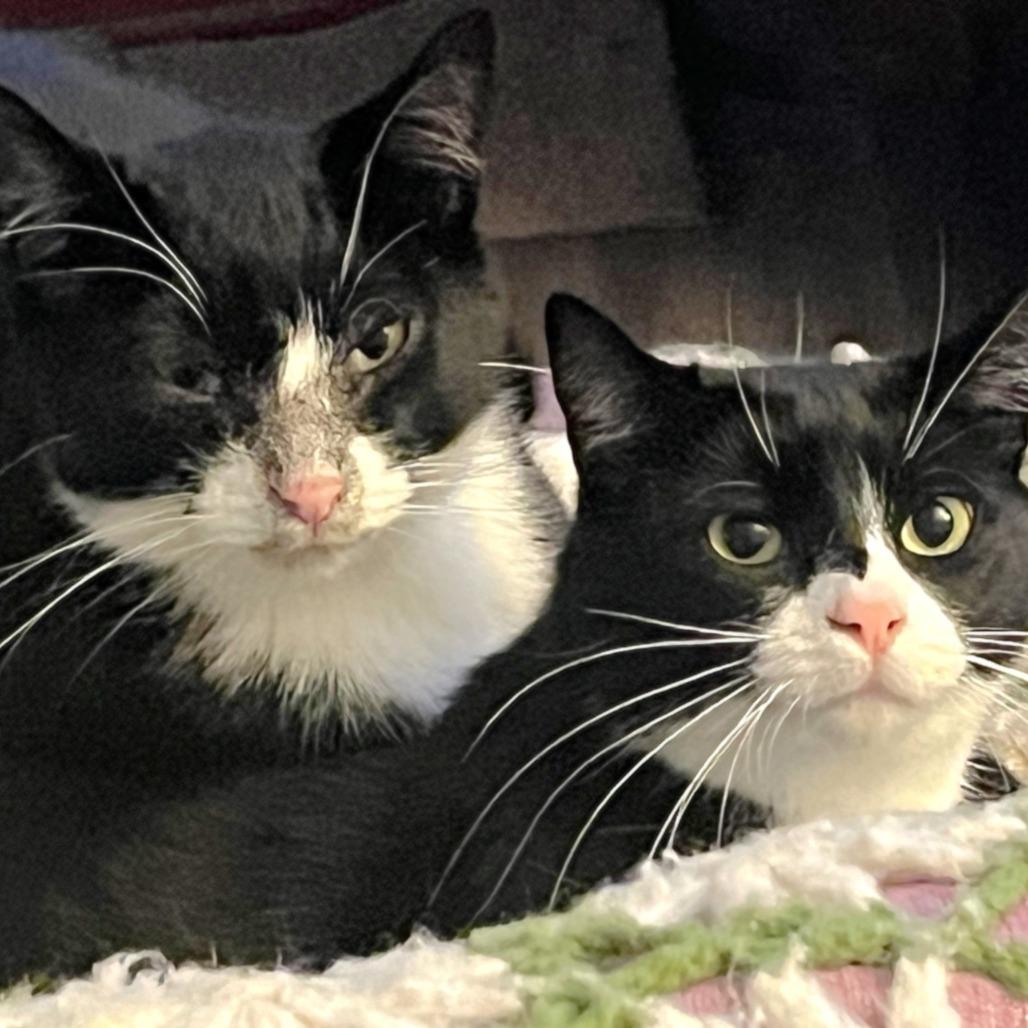 Enlarge Yin, a Adoptable Domestic Short Hair in Springfield, OR image 3/5