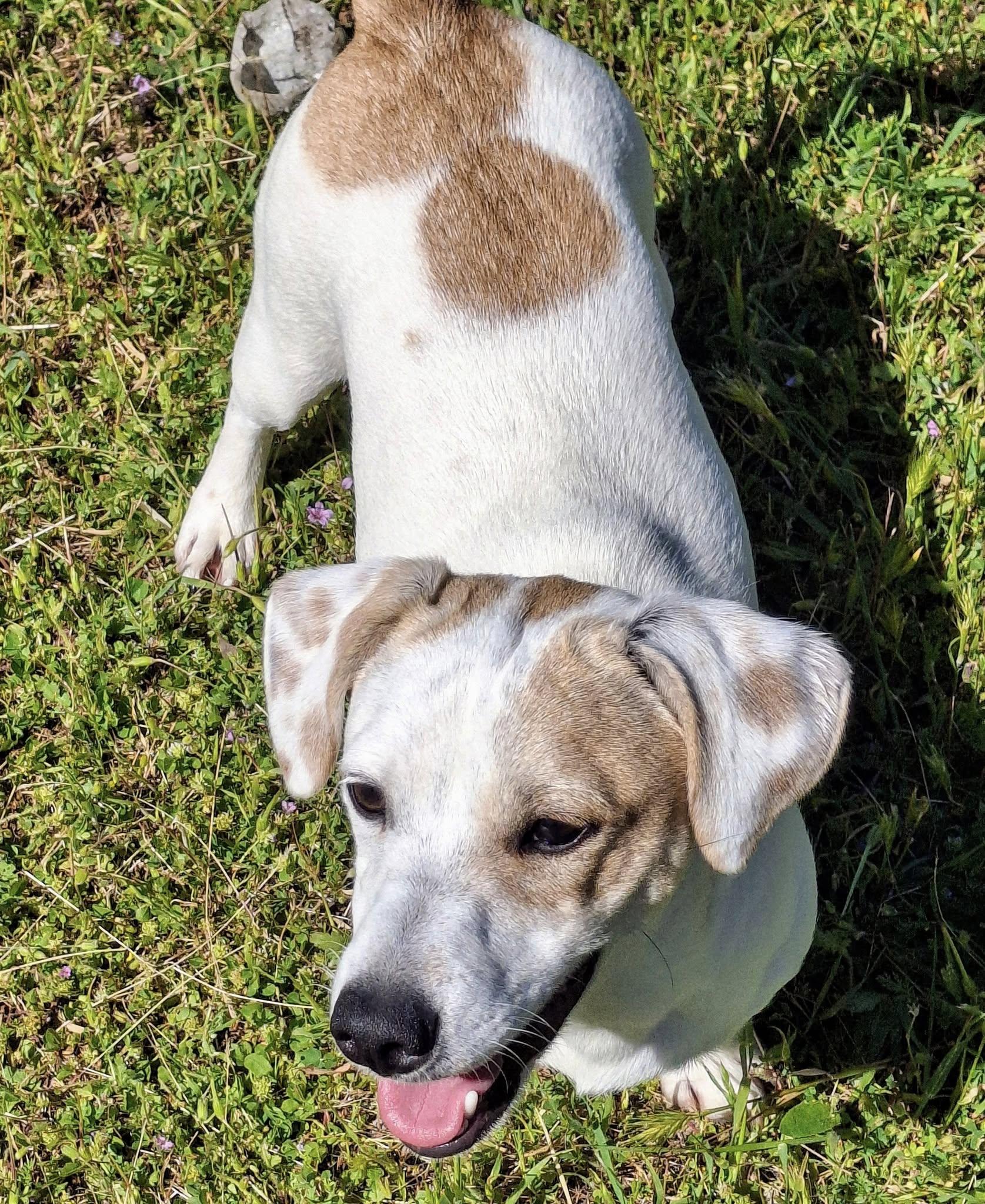 RUGAR, Young Male West Highland White Terrier / Westie