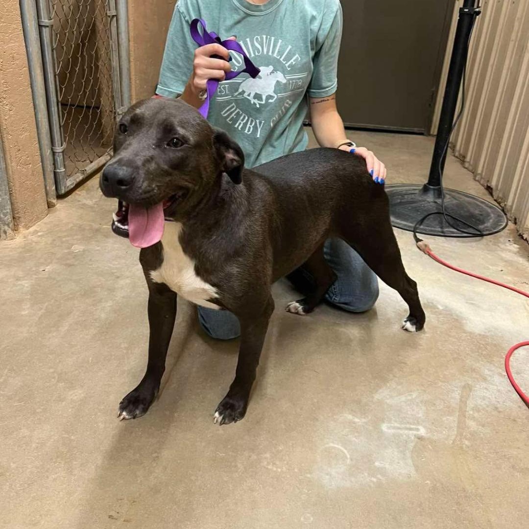 Hensley, a Adopted Mixed Breed in Sentinel, OK image 1/3