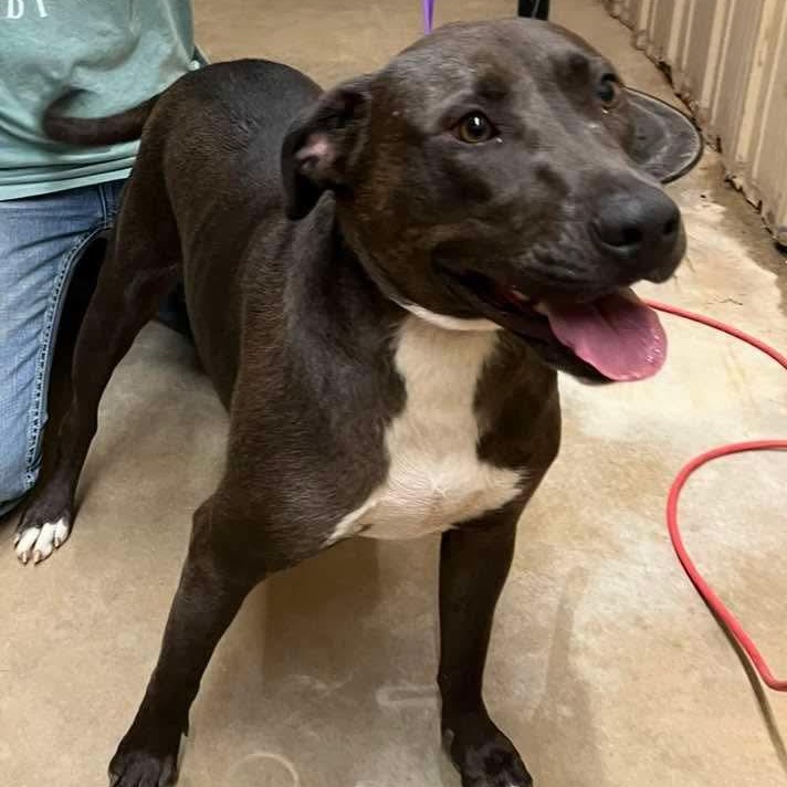 Hensley, a Adopted Mixed Breed in Sentinel, OK image 2/3