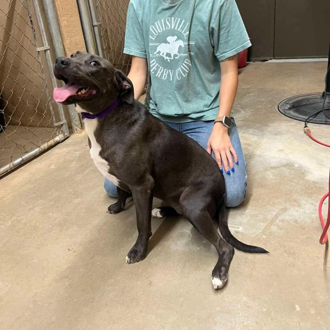 Hensley, a Adopted Mixed Breed in Sentinel, OK image 3/3