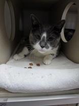 Enlarge Freya, a ADOPTABLE Domestic Short Hair in Steamboat Springs, CO image 1/1