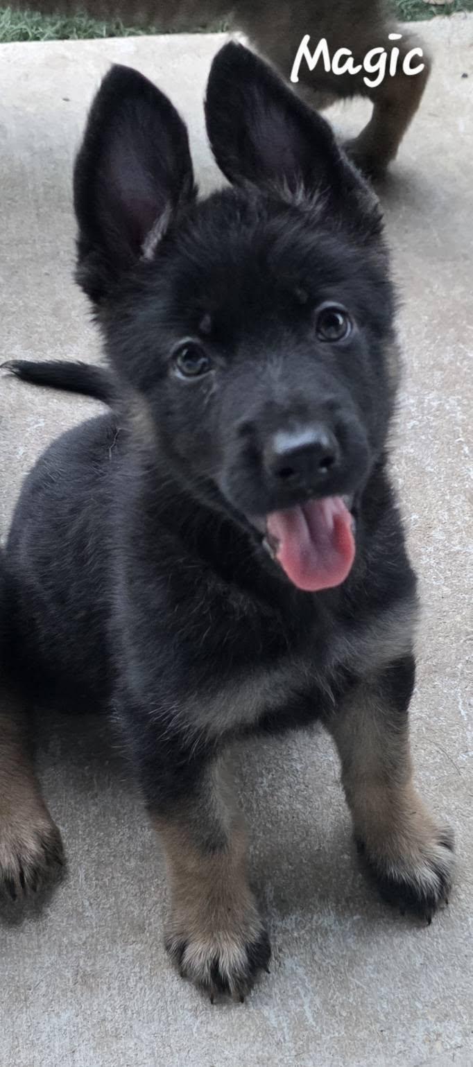 Magic DD — thumbnail 2