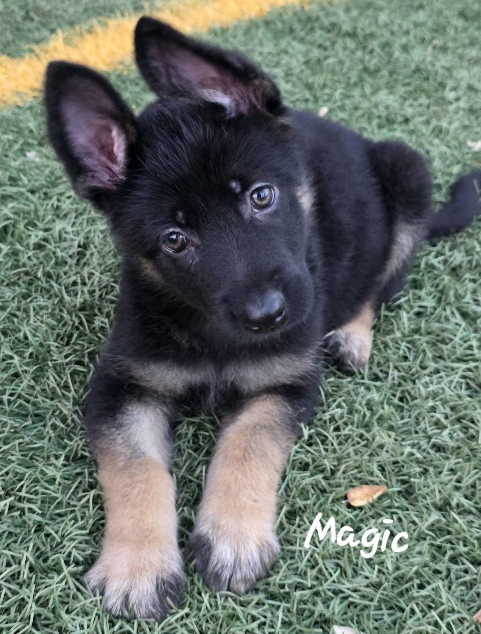 Magic DD — thumbnail 3