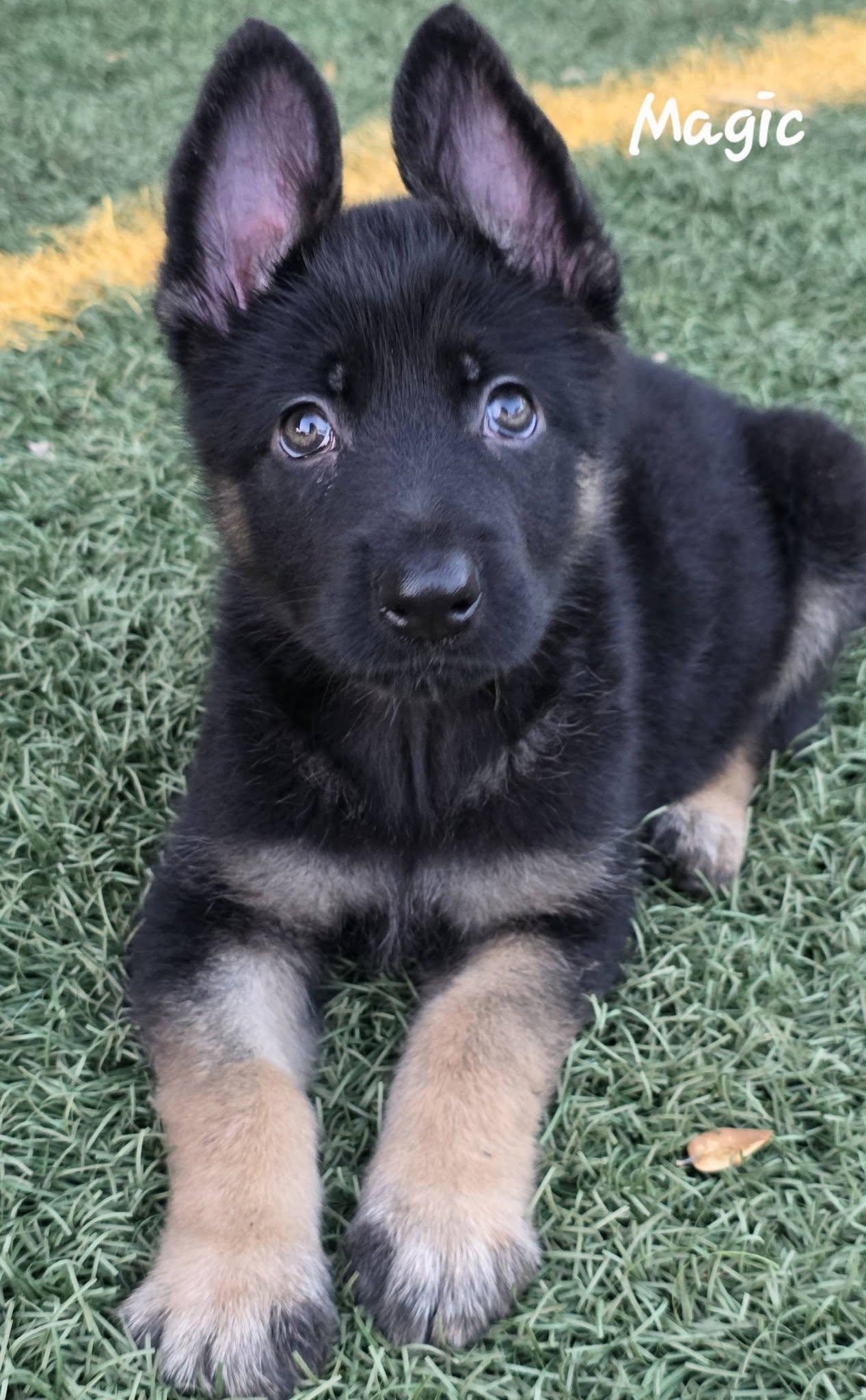 Magic DD — thumbnail 6