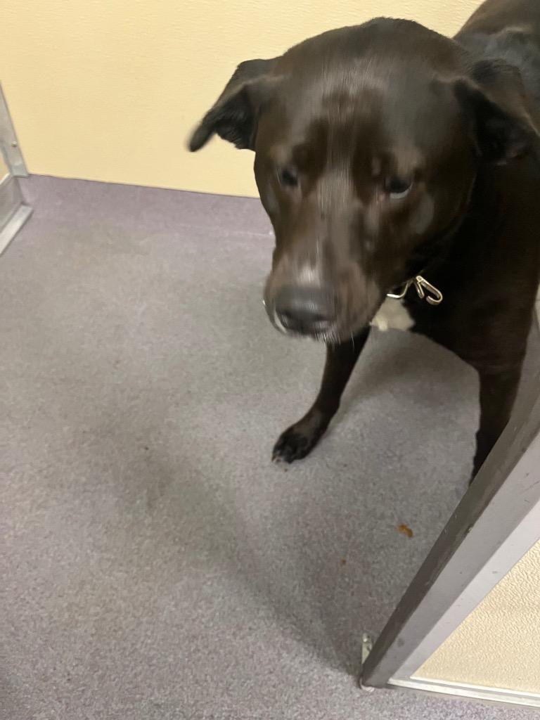 Enlarge Shannon, a Adoptable Labrador Retriever in Benton, AR image 1/1
