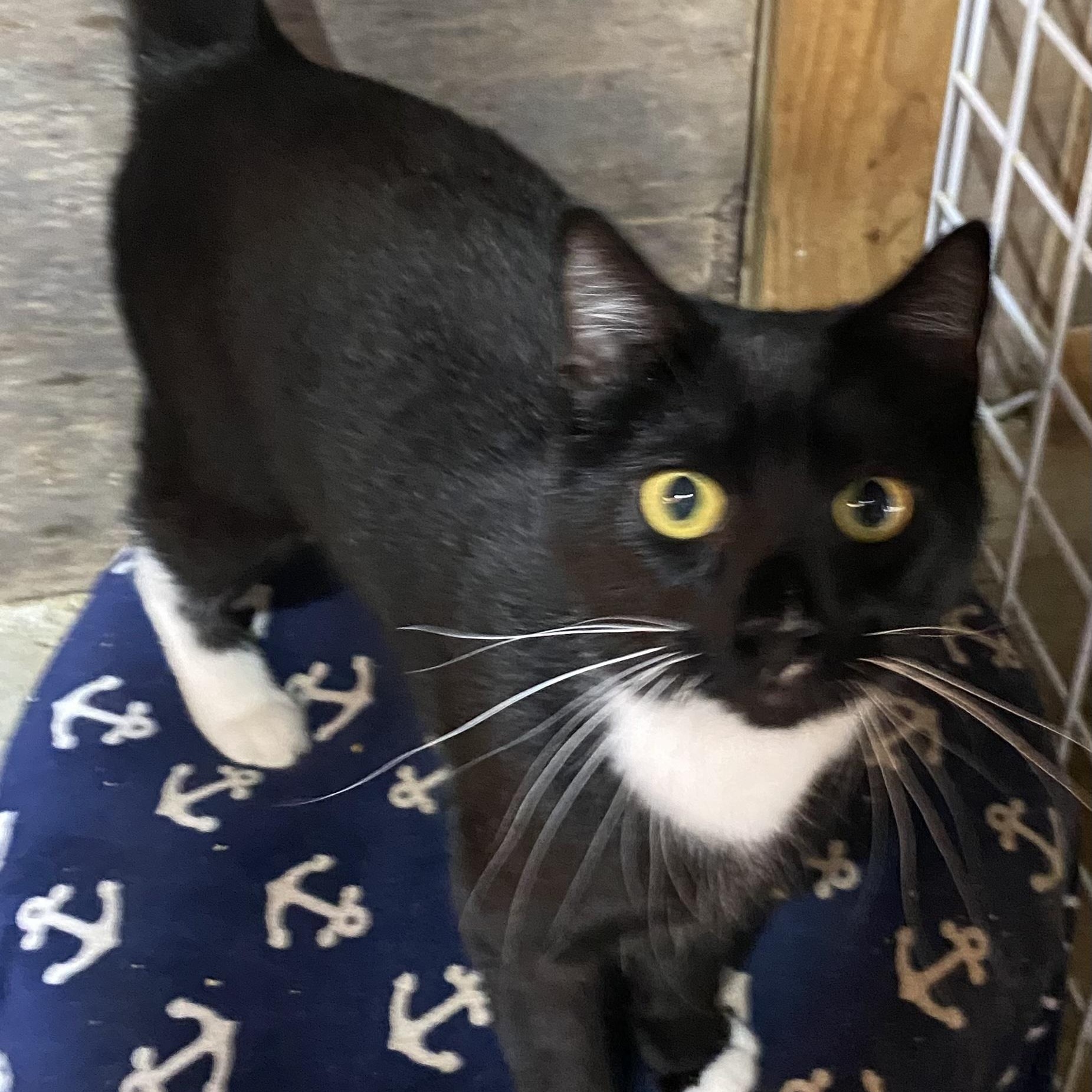 Enlarge Risk, a Adoptable Tuxedo in Stanwood, WA image 2/5