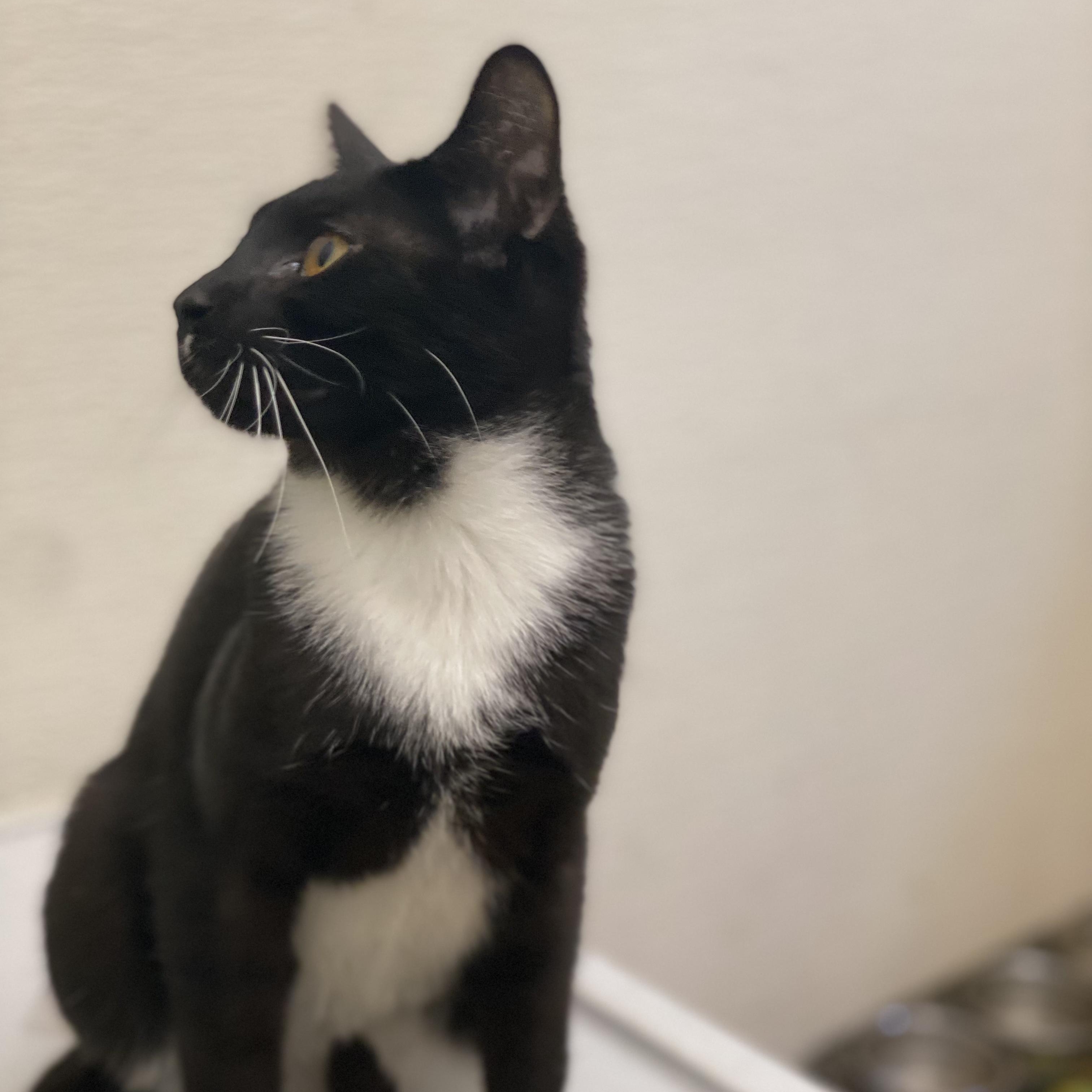 Enlarge Risk, a Adoptable Tuxedo in Stanwood, WA image 4/5