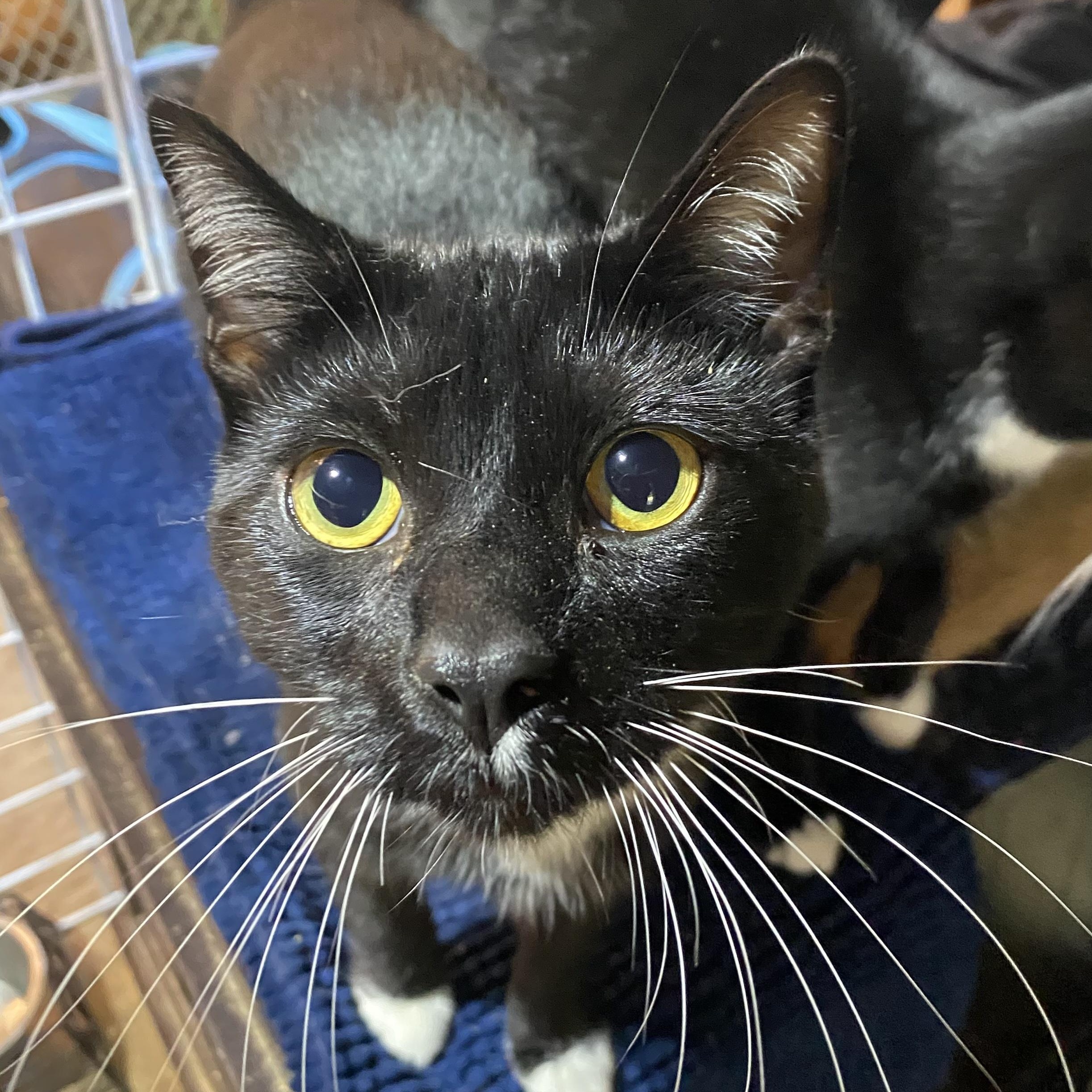 Enlarge Risk, a Adoptable Tuxedo in Stanwood, WA image 1/5