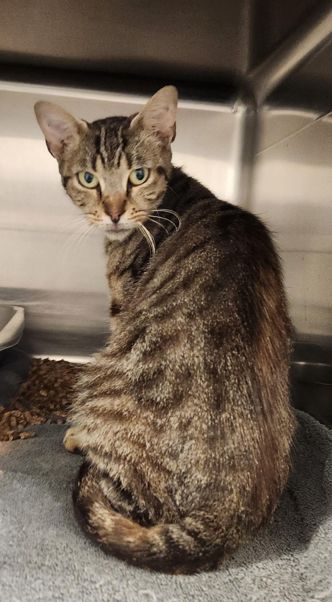 Hemera, Adoptable, Adult Female Domestic Short Hair.