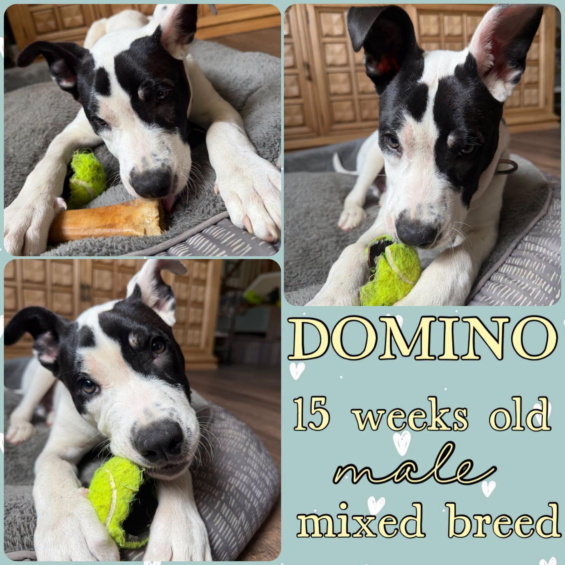 Domino, ADOPTABLE, Young Male American Bulldog & Boxer.