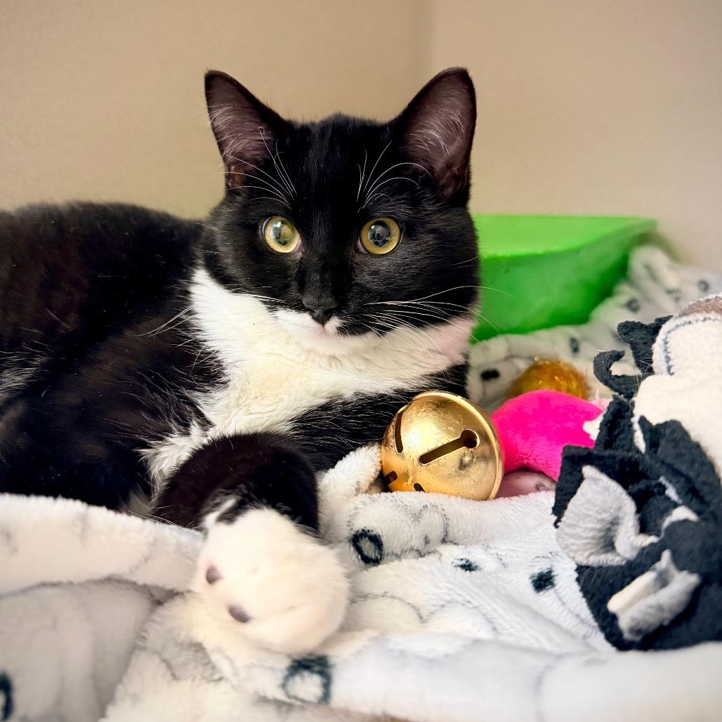 Enlarge Tipper, a Adoptable Domestic Short Hair in Great Falls, MT image 1/4