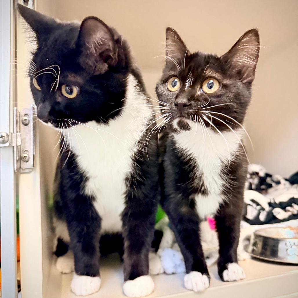 Enlarge Tipper, a Adoptable Domestic Short Hair in Great Falls, MT image 3/4