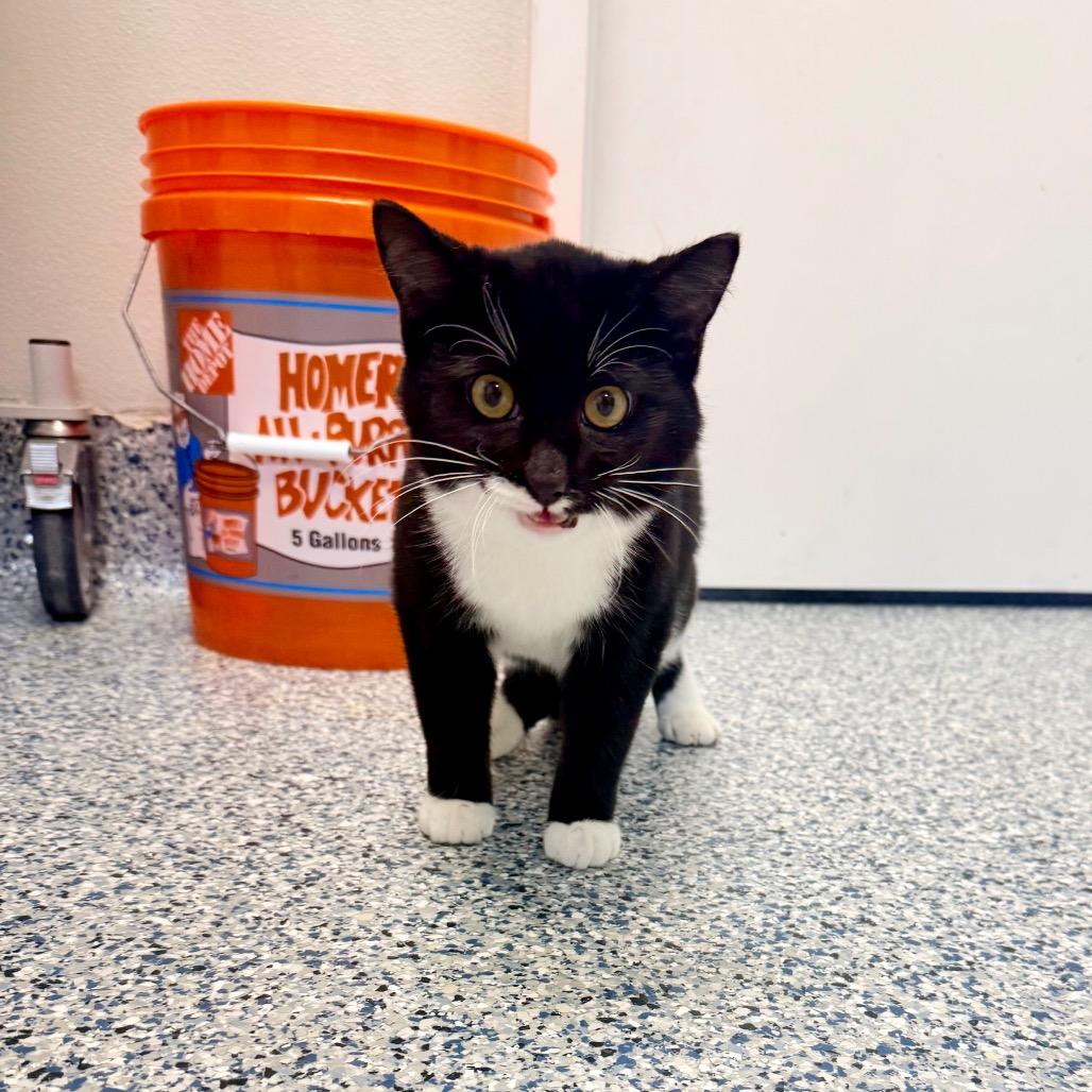 Enlarge Tipper, a Adoptable Domestic Short Hair in Great Falls, MT image 4/4