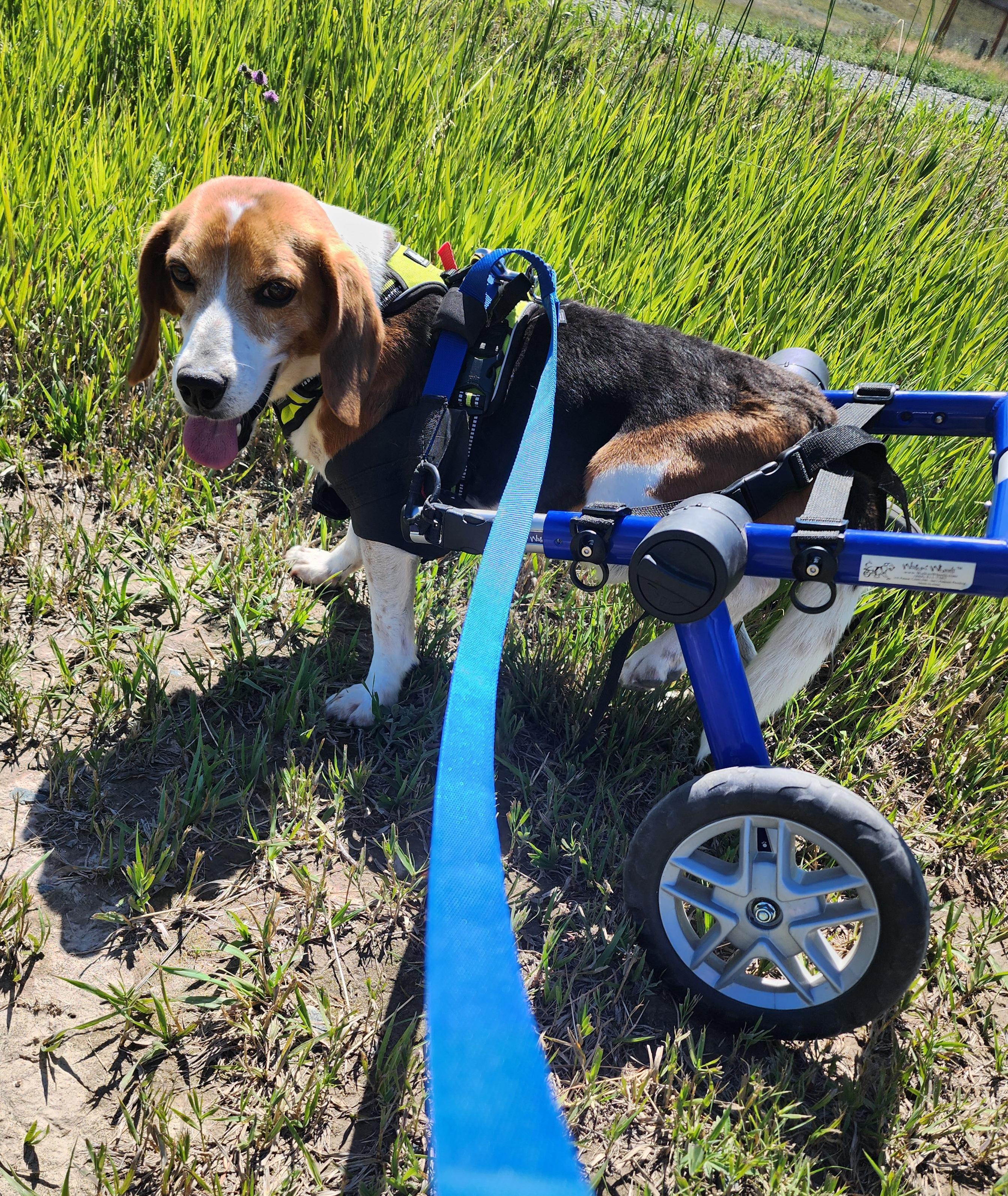 Speedy, an adoptable Beagle in Hartville, WY, 82215 | Photo Image 3