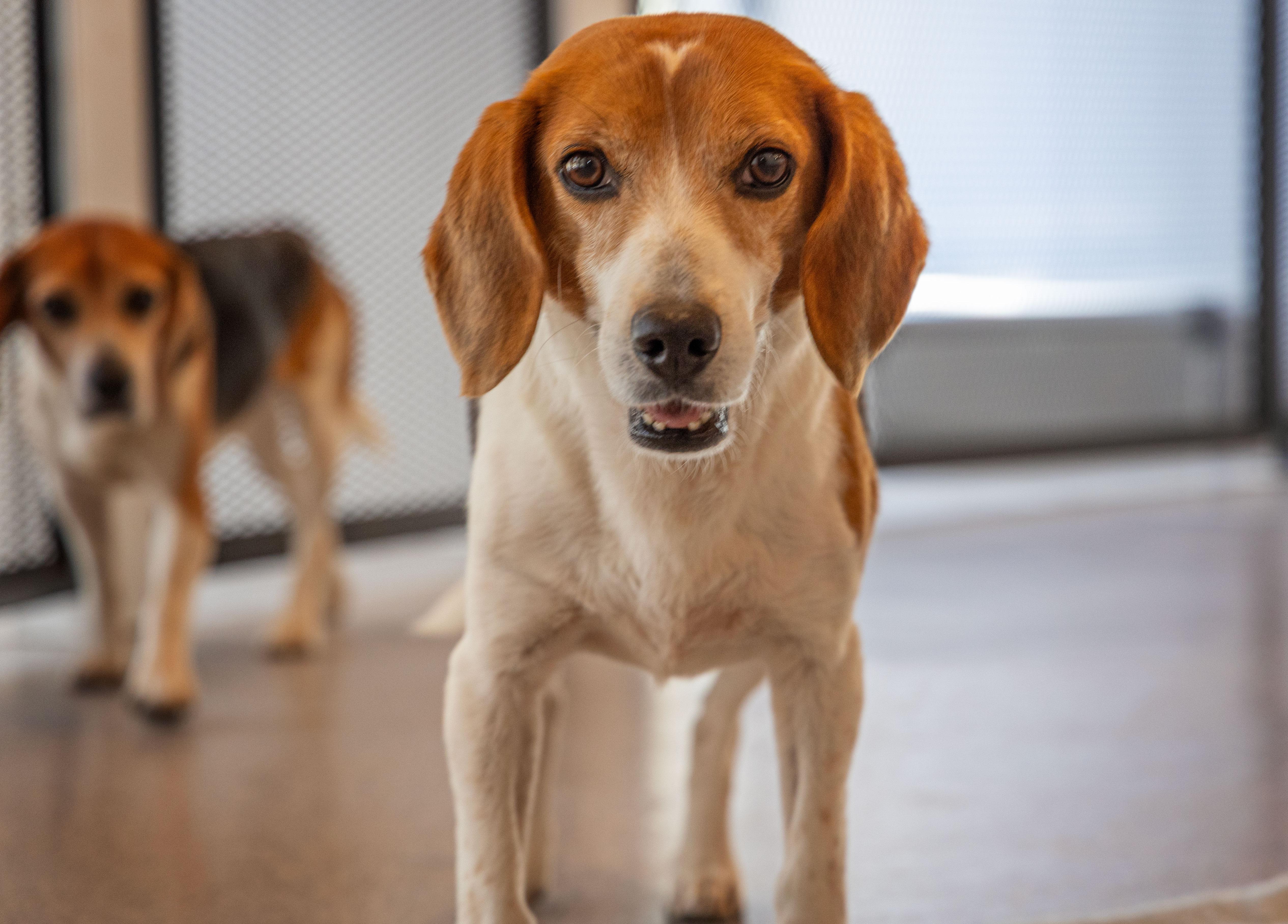 Speedy, an adoptable Beagle in Hartville, WY, 82215 | Photo Image 1