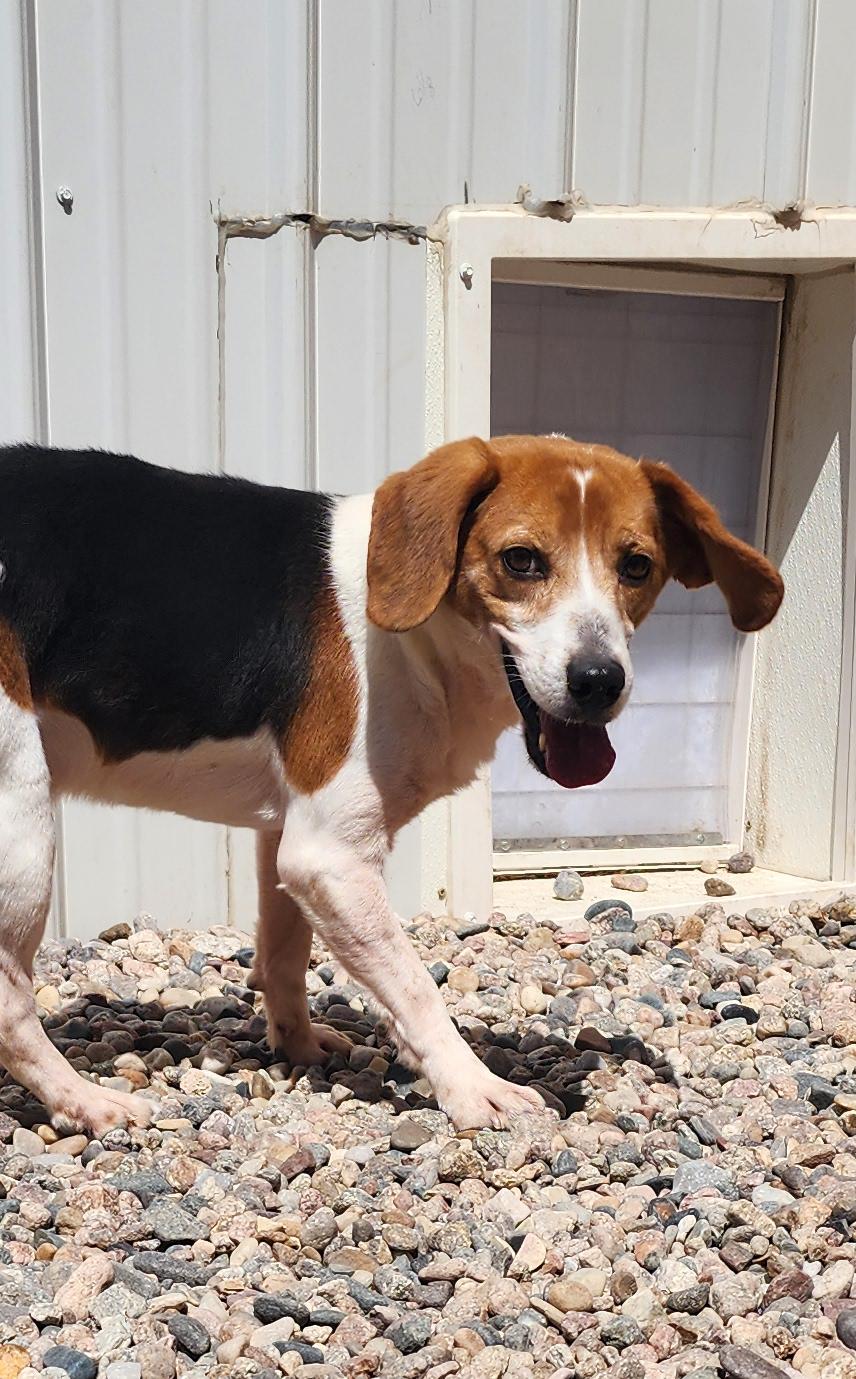 Speedy, an adoptable Beagle in Hartville, WY, 82215 | Photo Image 1