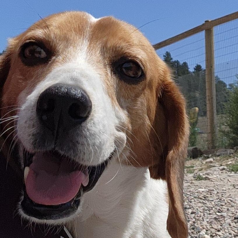 Speedy, an adoptable Beagle in Hartville, WY, 82215 | Photo Image 4