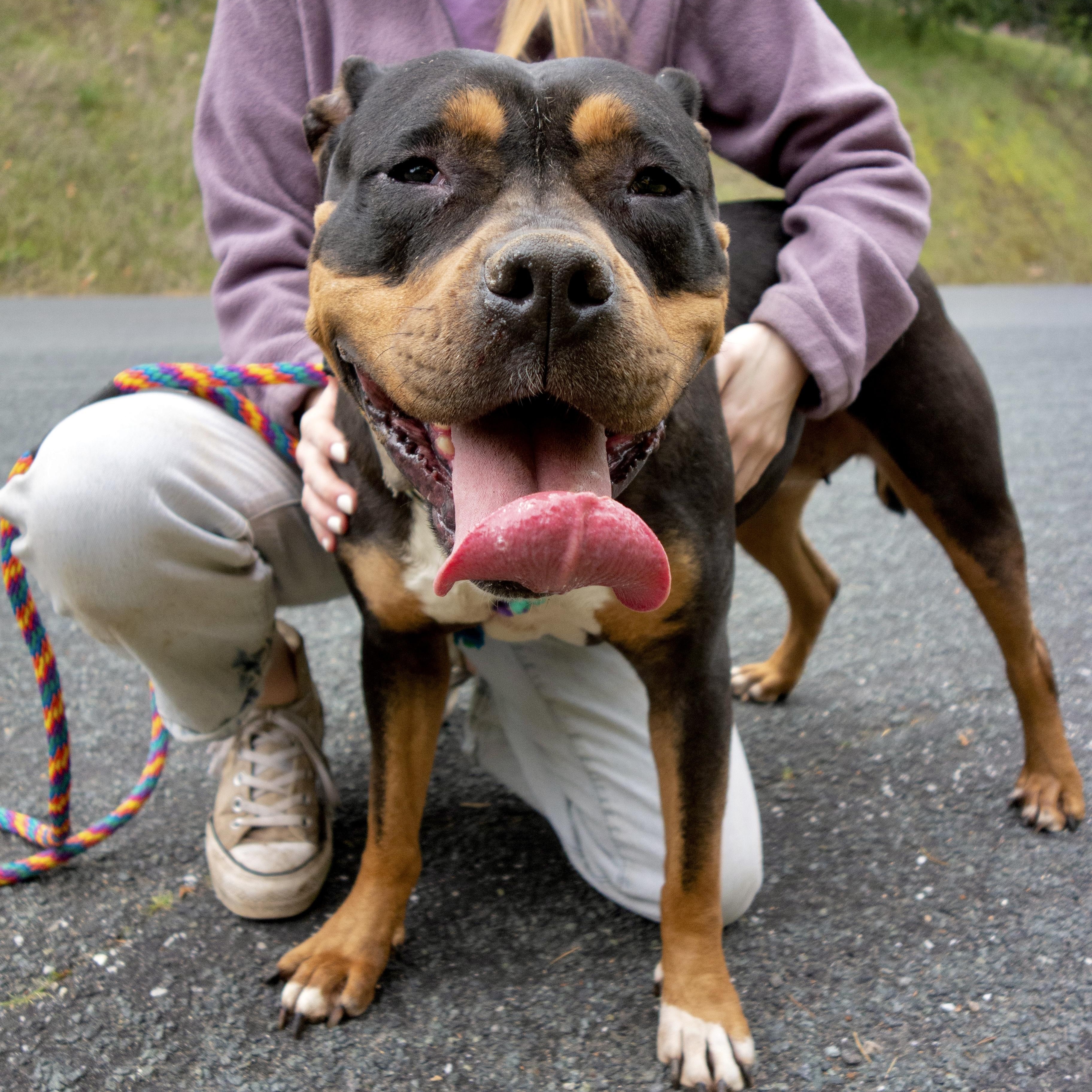 Enlarge Lizzy, a Adopted mixed breed in Livermore, CA image 5/6