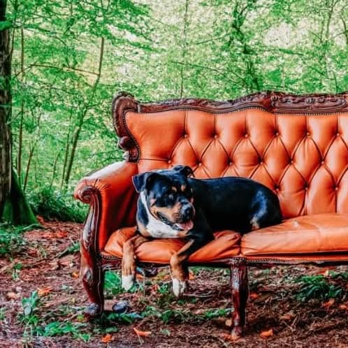 Enlarge Lizzy, a Adopted mixed breed in Livermore, CA image 3/6