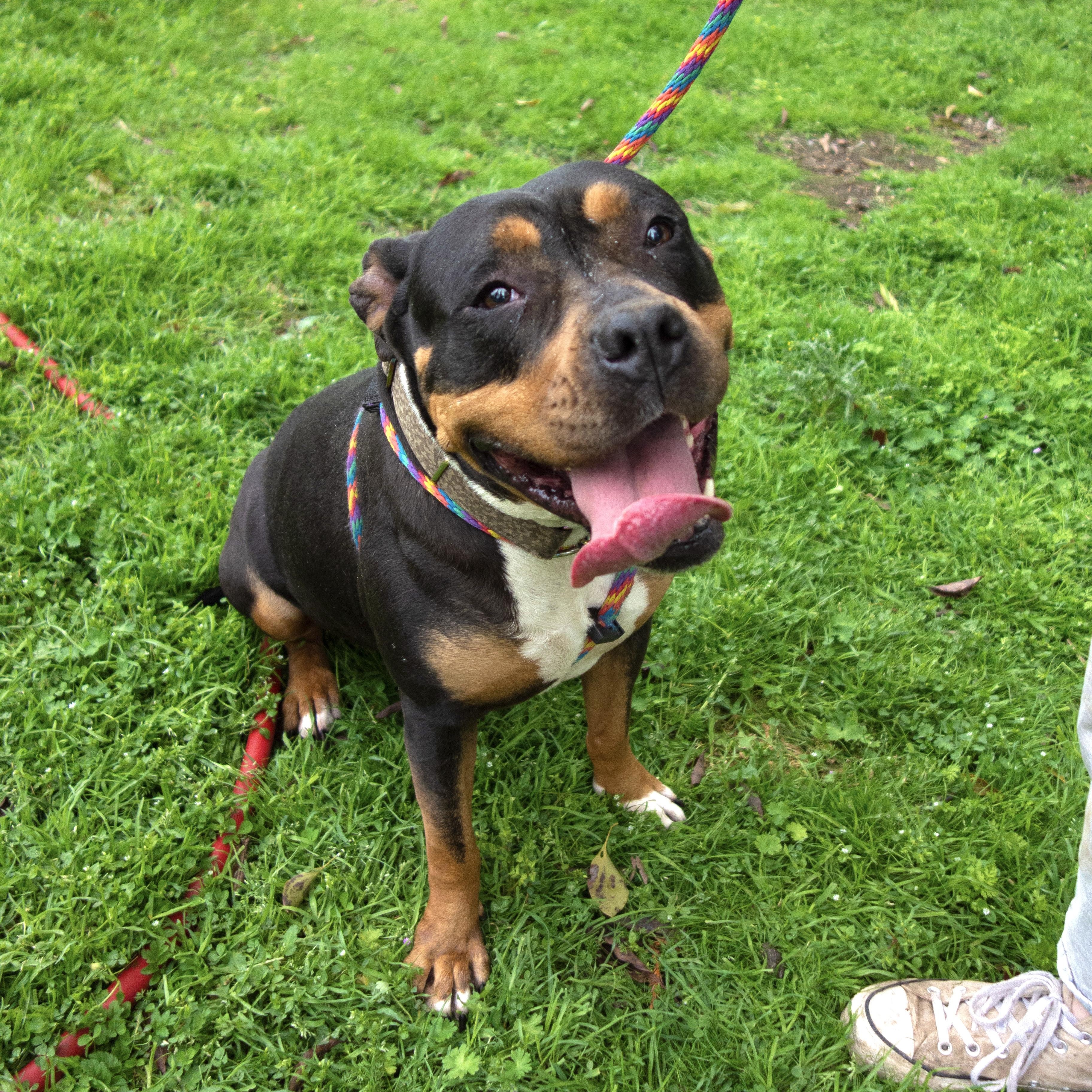 Enlarge Lizzy, a Adopted mixed breed in Livermore, CA image 1/6