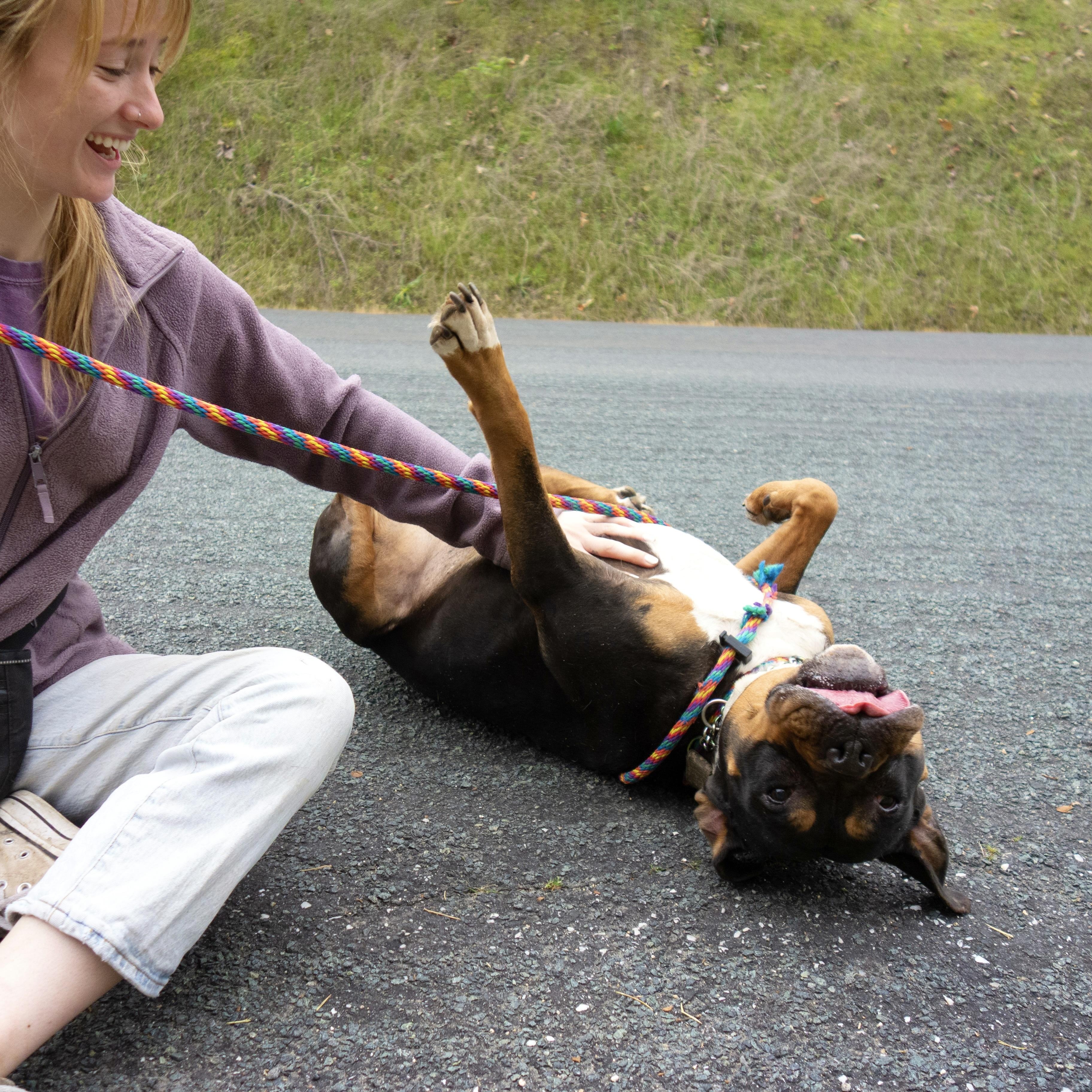 Enlarge Lizzy, a Adopted mixed breed in Livermore, CA image 4/6