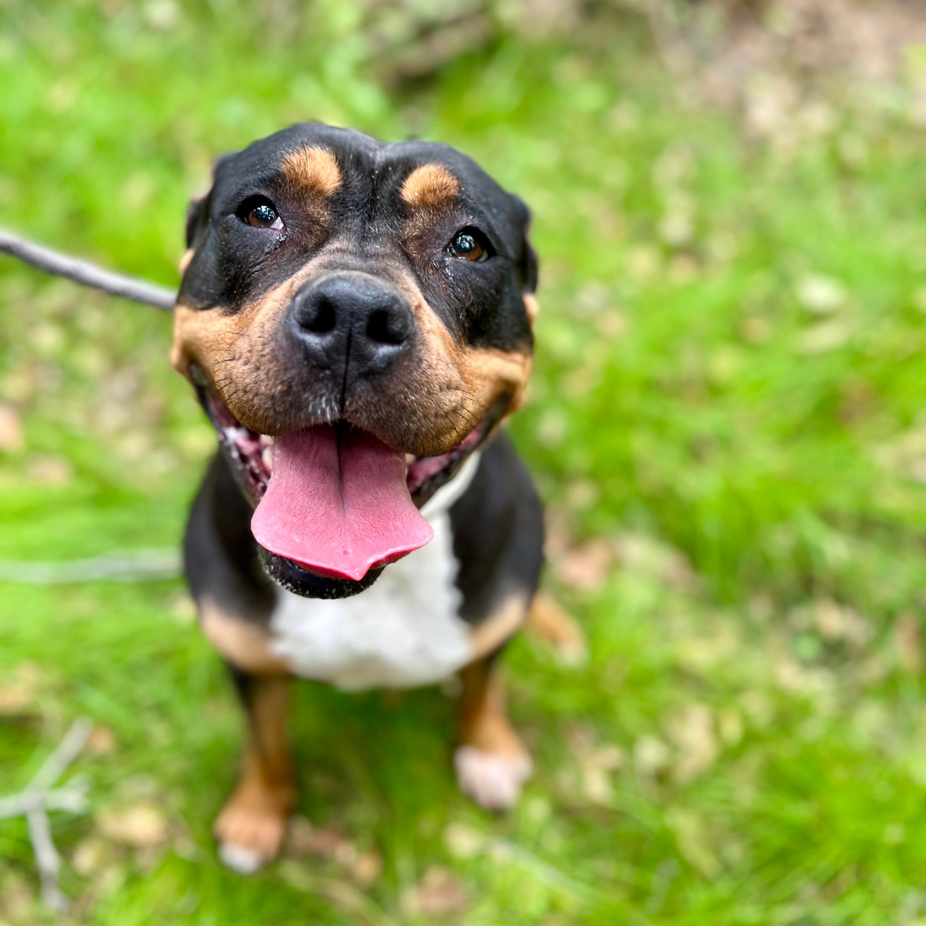 Enlarge Lizzy, a Adopted mixed breed in Livermore, CA image 6/6