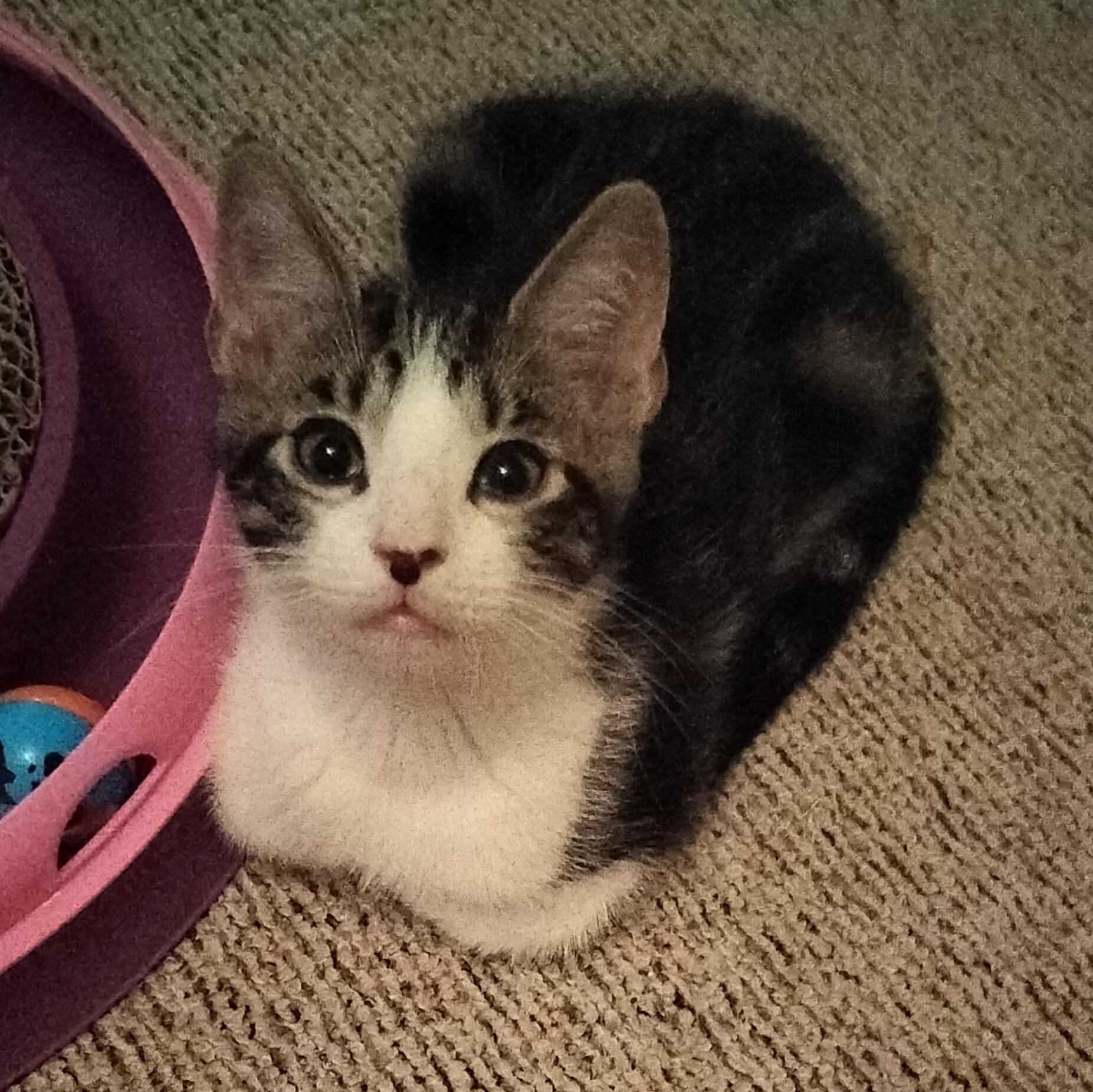 Martin, Baby Male Domestic Short Hair