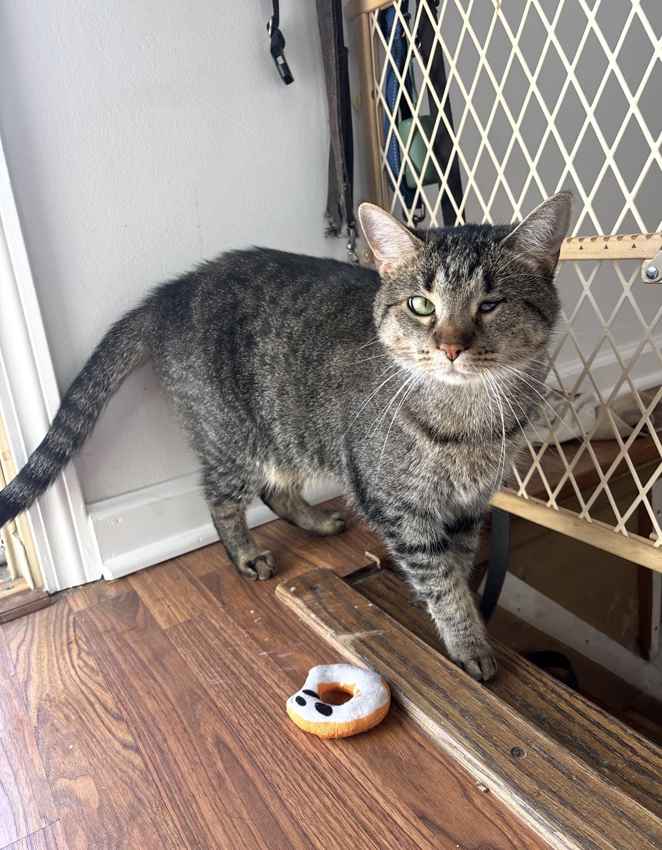 Enlarge Olivia, a ADOPTABLE Domestic Short Hair in Palatine, IL image 2/4