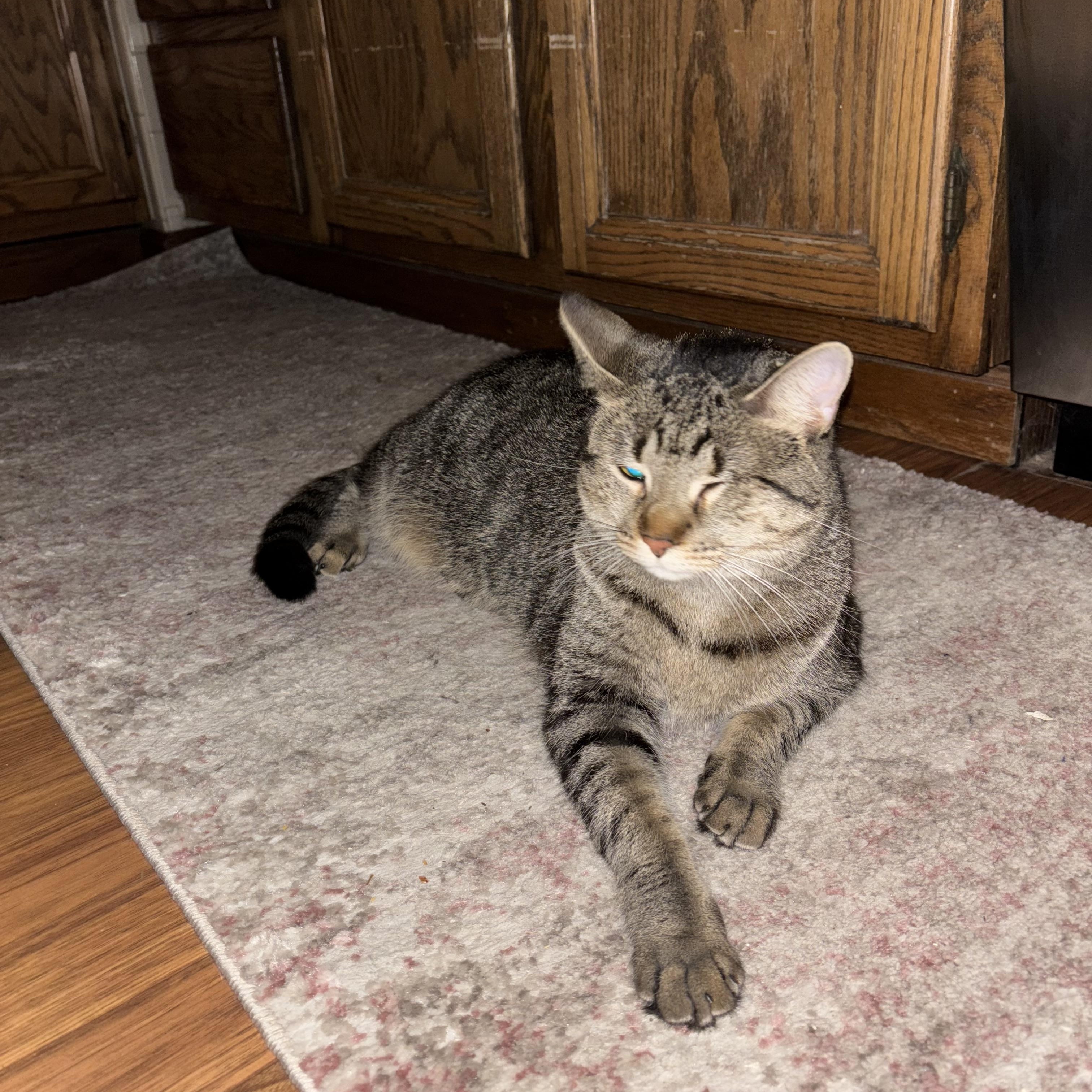 Enlarge Olivia, a ADOPTABLE Domestic Short Hair in Palatine, IL image 1/1