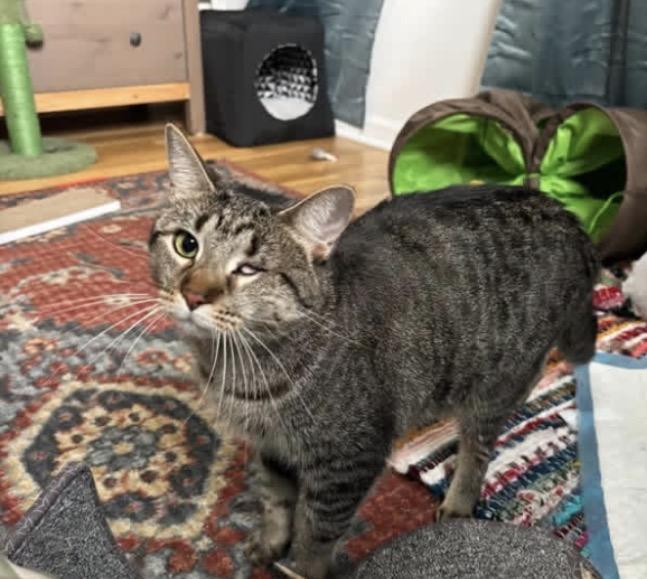 Enlarge Olivia, a ADOPTABLE Domestic Short Hair in Palatine, IL image 3/4