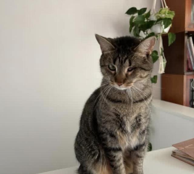 Olivia, ADOPTABLE, Adult Female Domestic Short Hair.