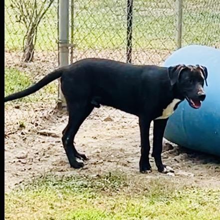 Willy, a Adoptable mixed breed in Oakdale, LA image 1/4
