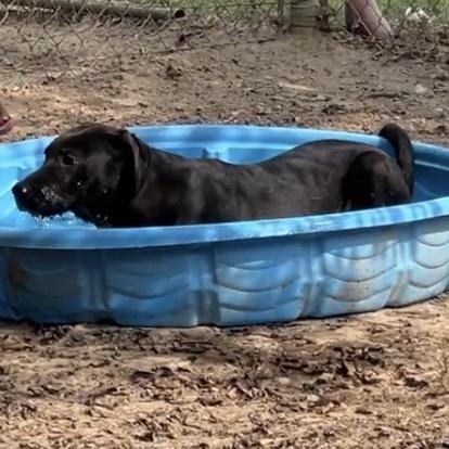 Willy, a Adoptable mixed breed in Oakdale, LA image 3/4