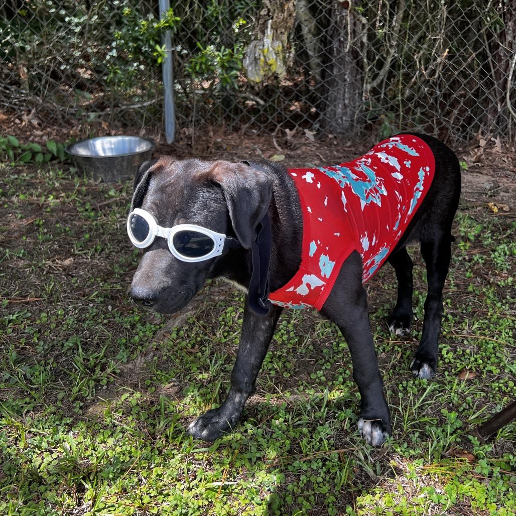 Willy, a Adoptable mixed breed in Oakdale, LA image 4/4