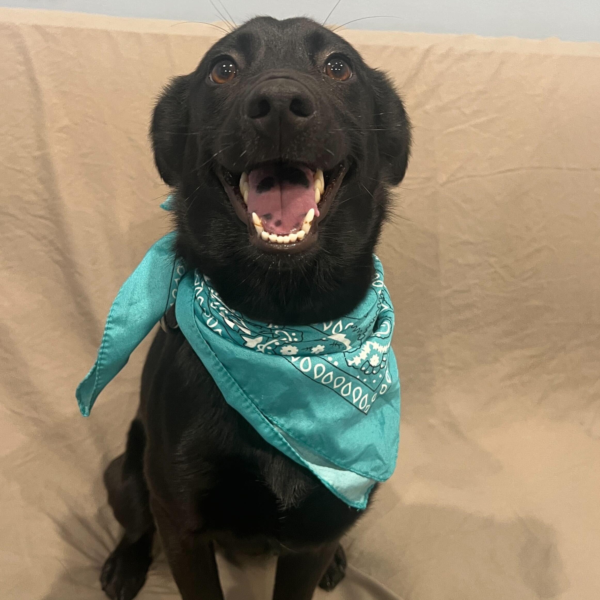 Enlarge Muffy, a ADOPTABLE Mixed Breed in Canal Winchester, OH image 4/4