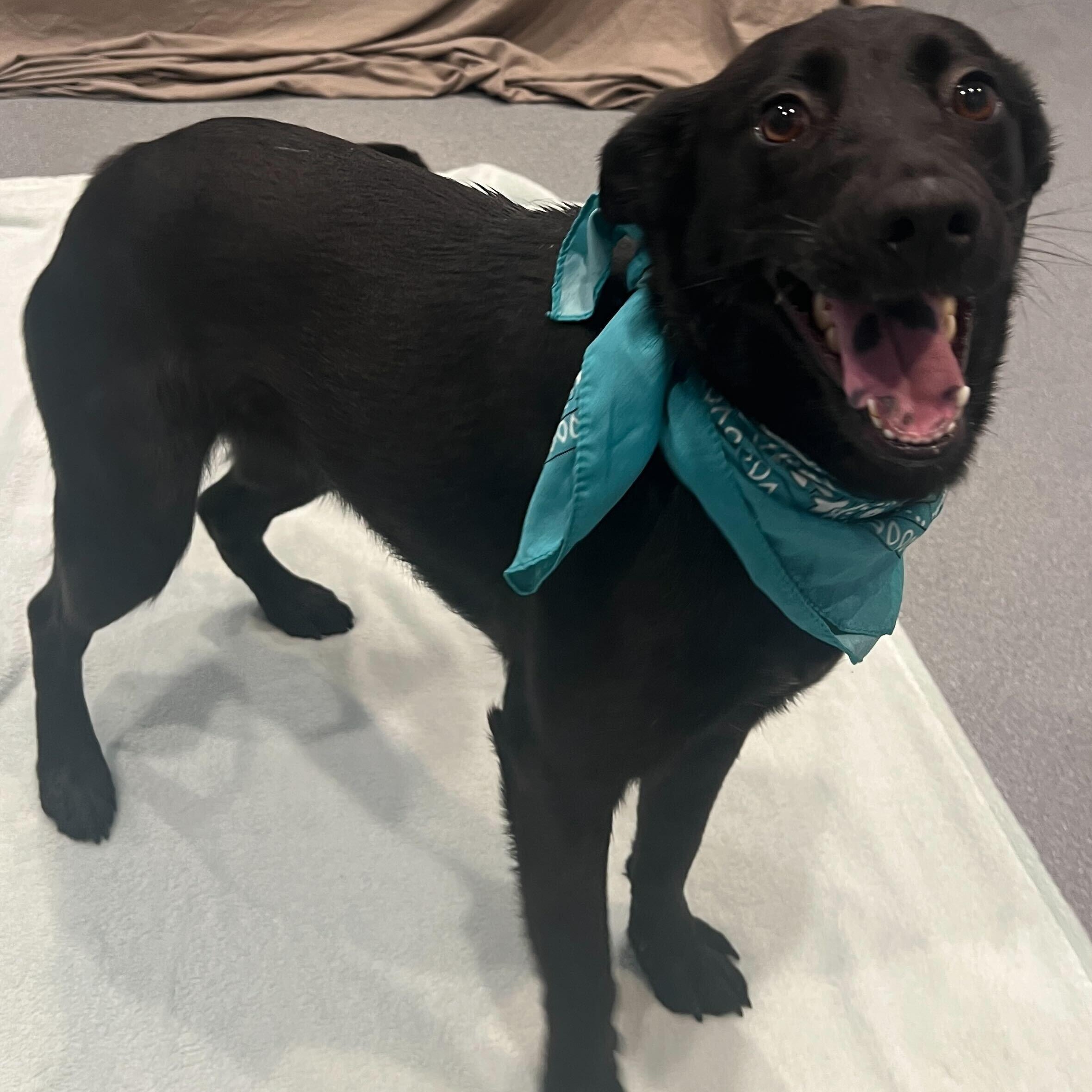 Enlarge Muffy, a ADOPTABLE Mixed Breed in Canal Winchester, OH image 3/4