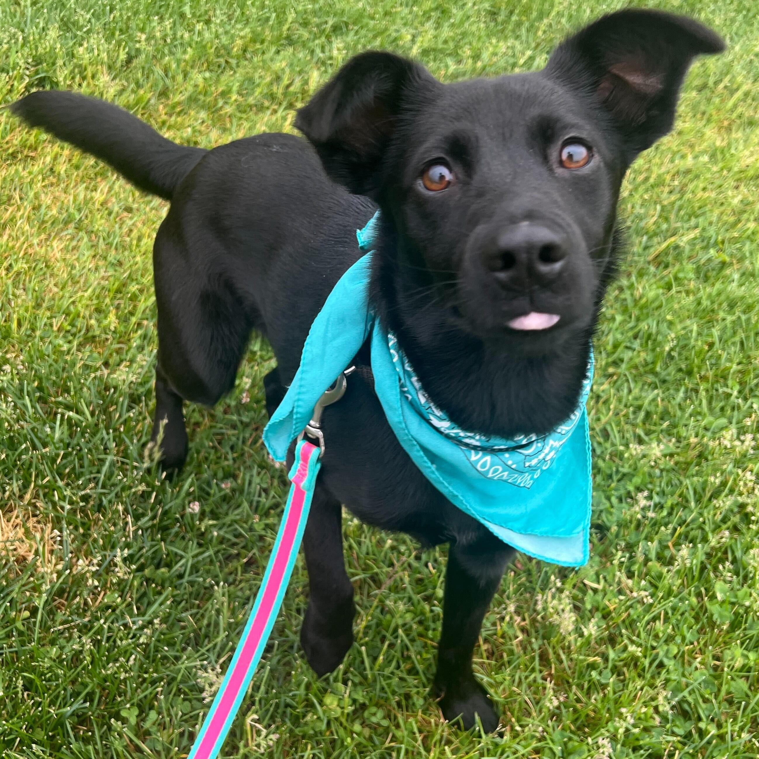 Enlarge Muffy, a ADOPTABLE Mixed Breed in Canal Winchester, OH image 2/4